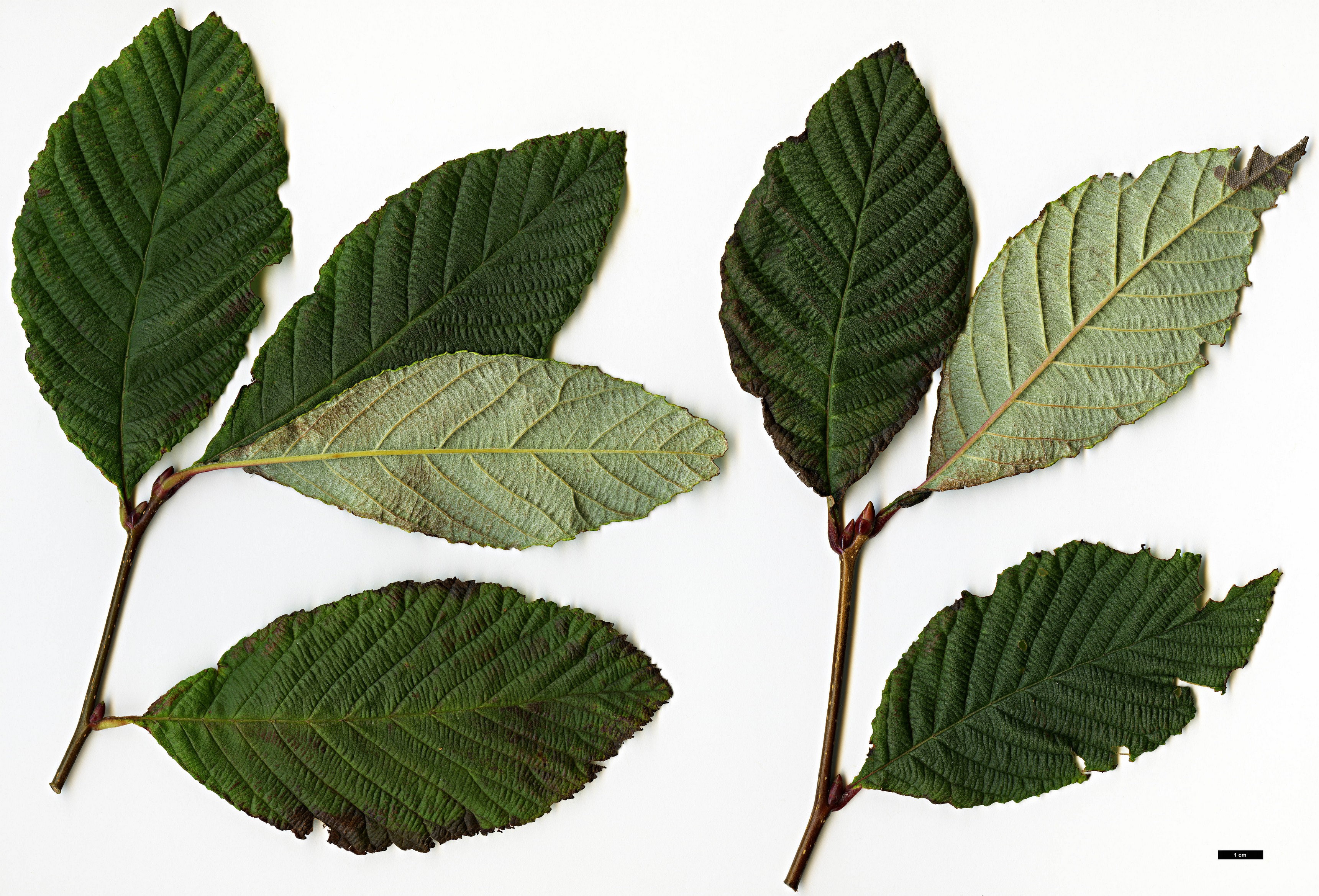 High resolution image: Family: Rosaceae - Genus: Sorbus - Taxon: henryi